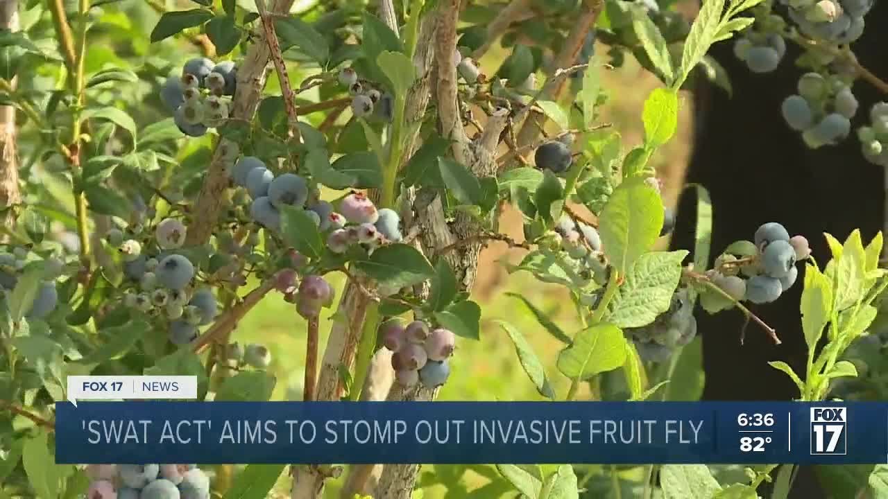 Sen. Peters, blueberry farm battle invasive fly species