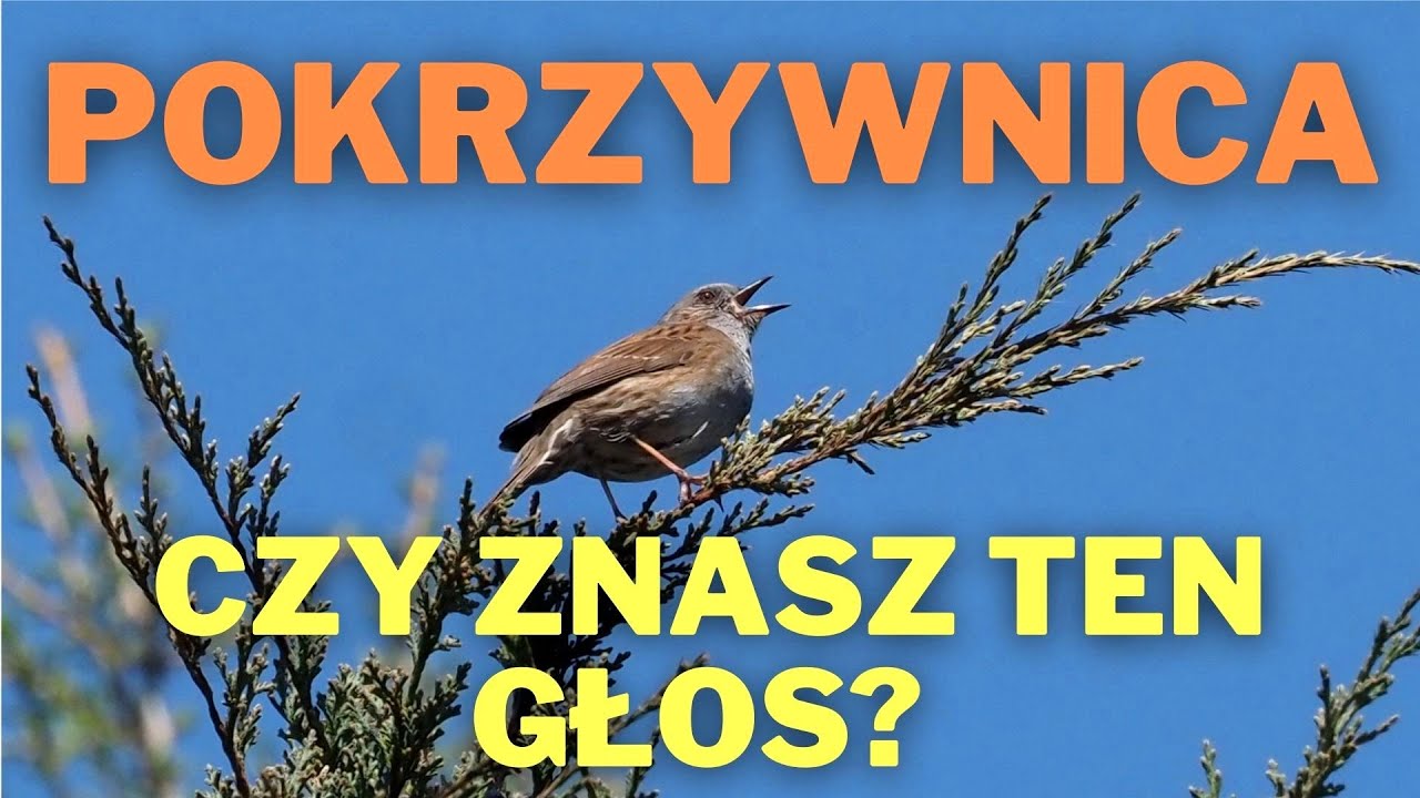 Pokrzywnica śpiew. Czy znasz ten głos?