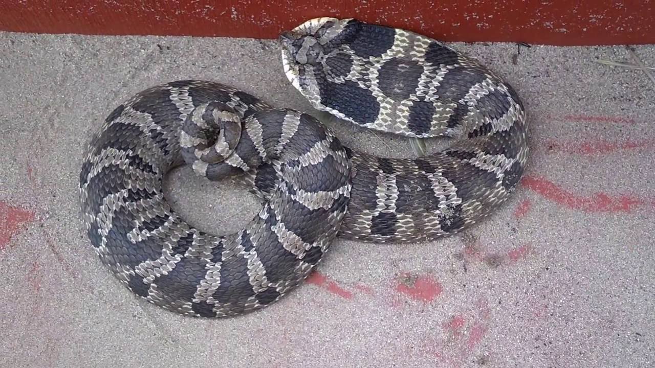 Eastern Hognose Snake huffing and puffing