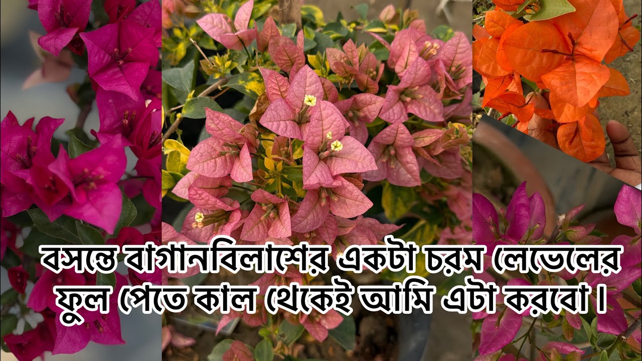 What to for best blooming in spring season 