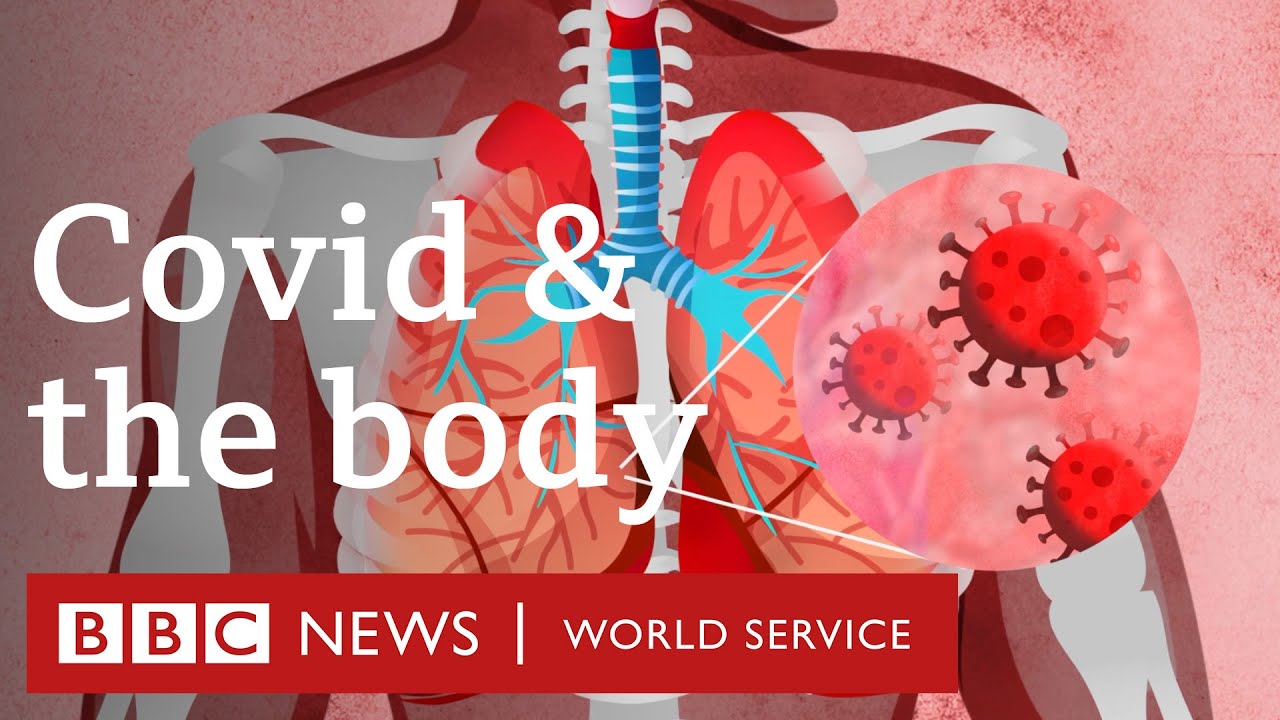 What does Covid-19 do to the body? - BBC World Service