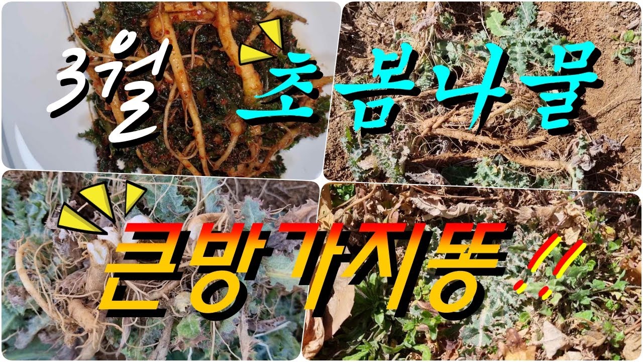 3월 초봄나물! 신속,강력한 항염,항암효능의 잡초약초! 큰방가지똥!