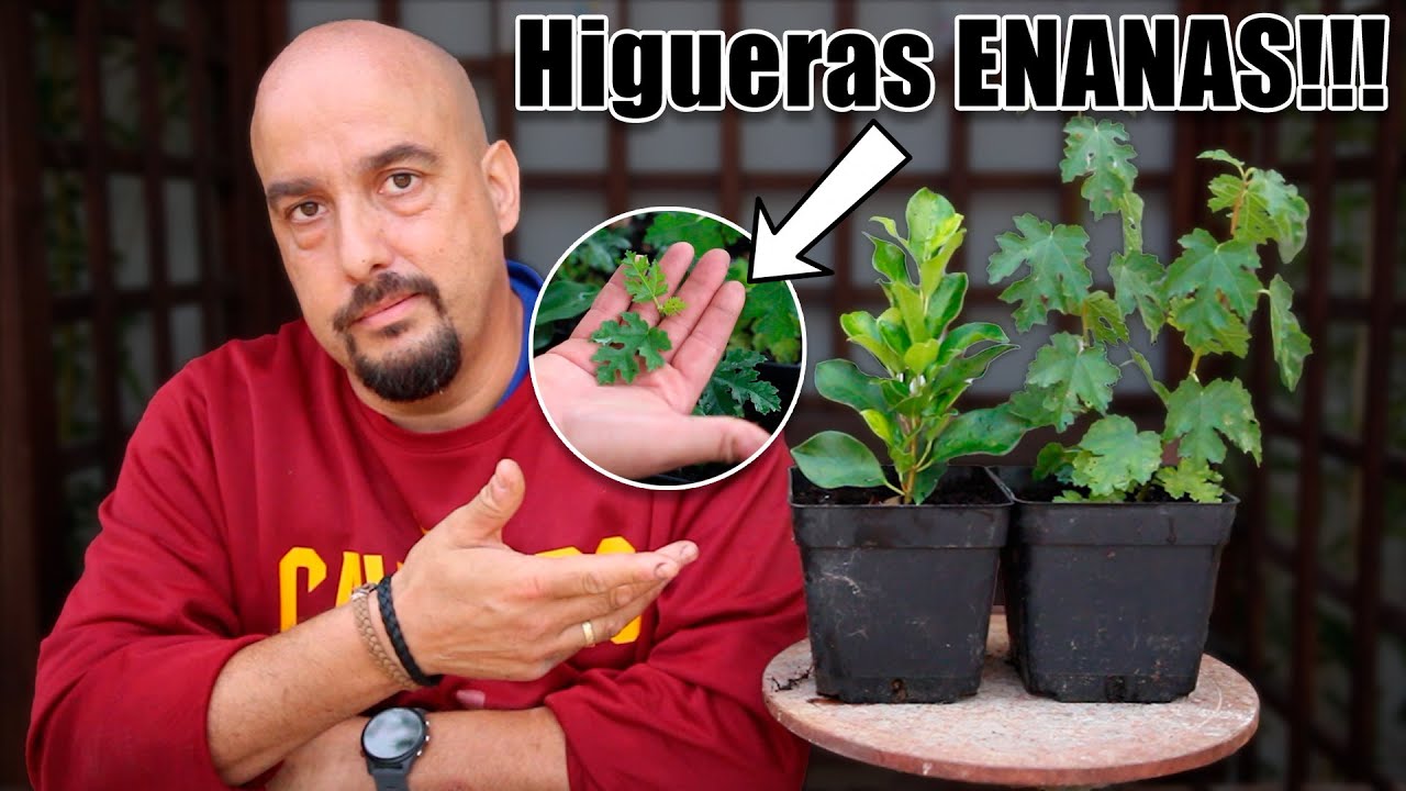 La mejor HIGUERA del mundo para hacer Bonsai - HOJA ENANA