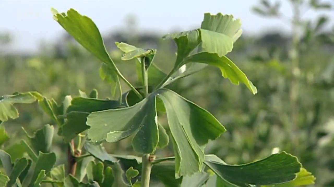 Ginkgo - Baum des Jahrtausends - Dokumentation Odyssee eines Wunderbaums HDTV