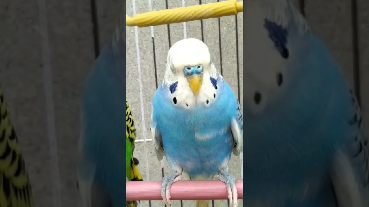 happy budgies ❣️ birds #shortvideo 🦜#budgiessound