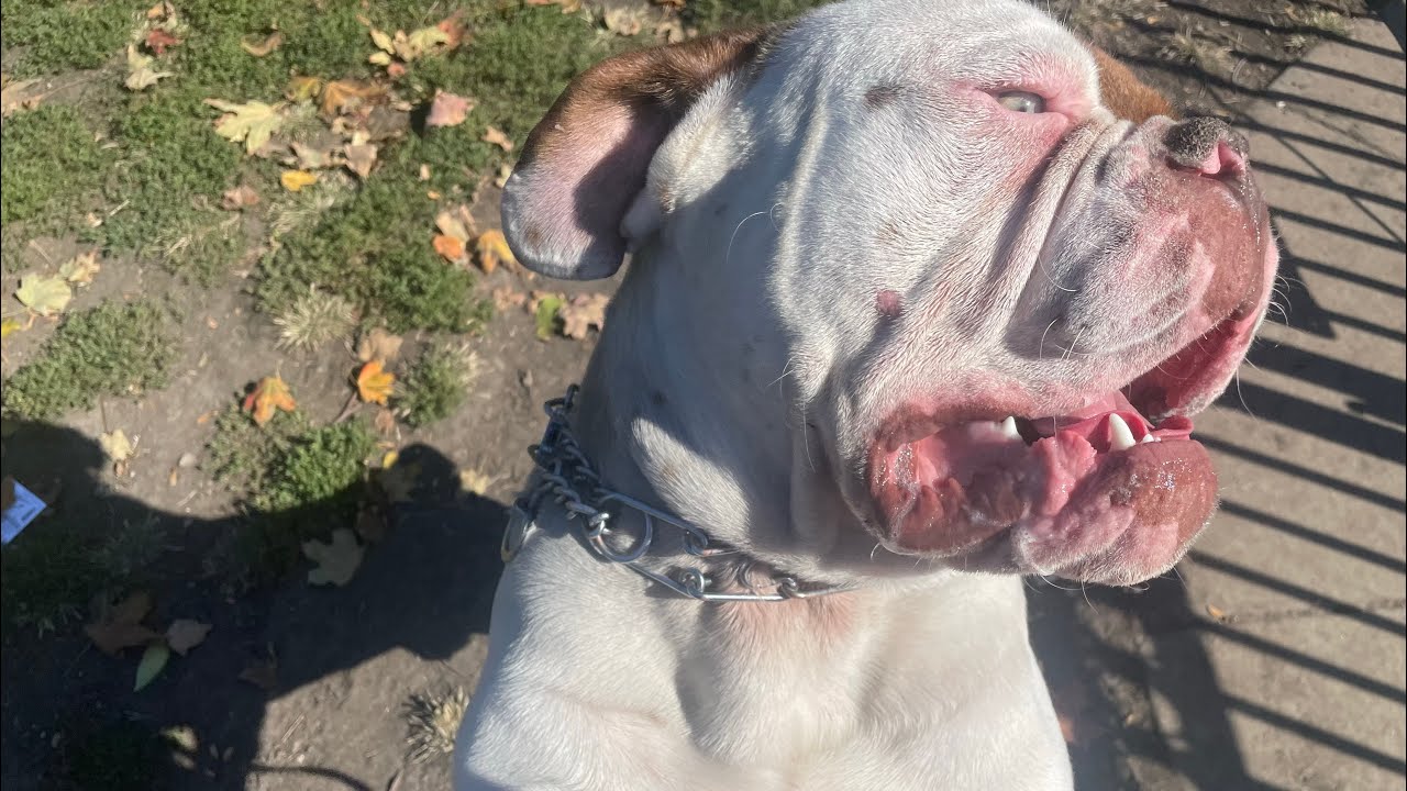 Things to expect after buying an olde english bulldog…2024