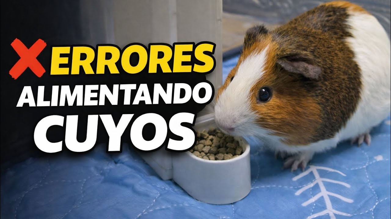 Estos Errores Al Alimentar A Tu Cuy Pueden Afectar Su Salud