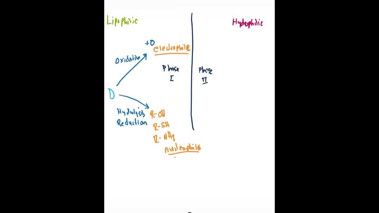 Phase I & Phase II Biotransformation