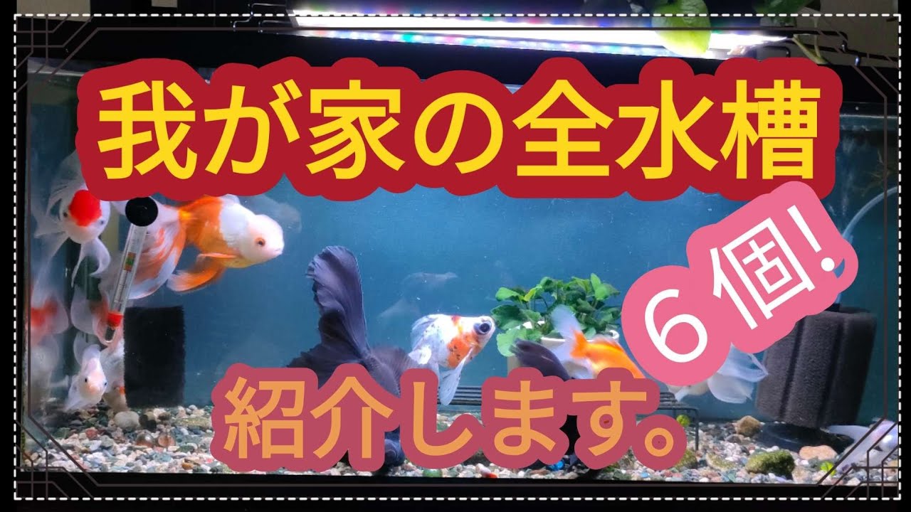 [全水槽]　紹介します。[丸物水槽]　[長物金魚水槽]　[コリドラス水槽]　[プラティ−水槽]