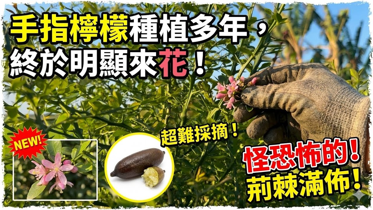 「手指檸檬」種植多年，終於明顯來花！2026年3月11日