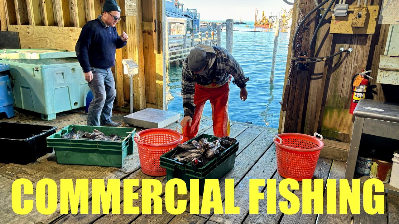 Ocean → Market → Plate: The Fish Journey You’ve Never Seen!