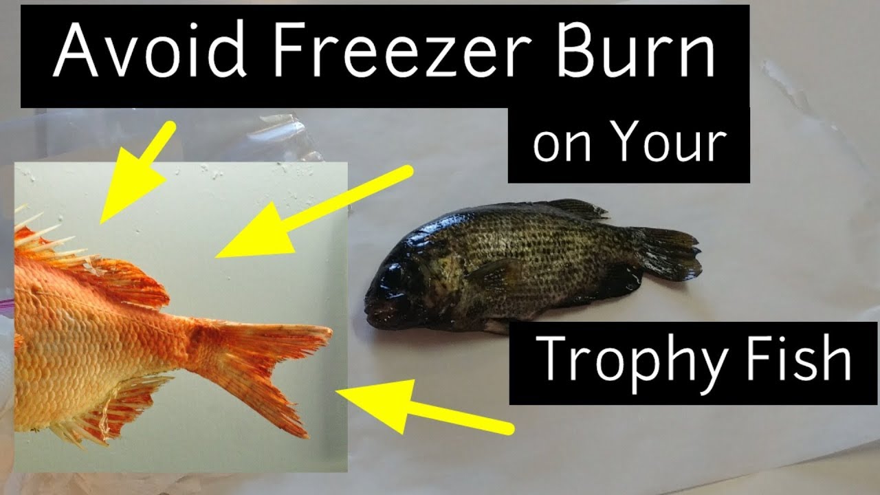 How to Properly Freeze a Trophy Fish for Taxidermy