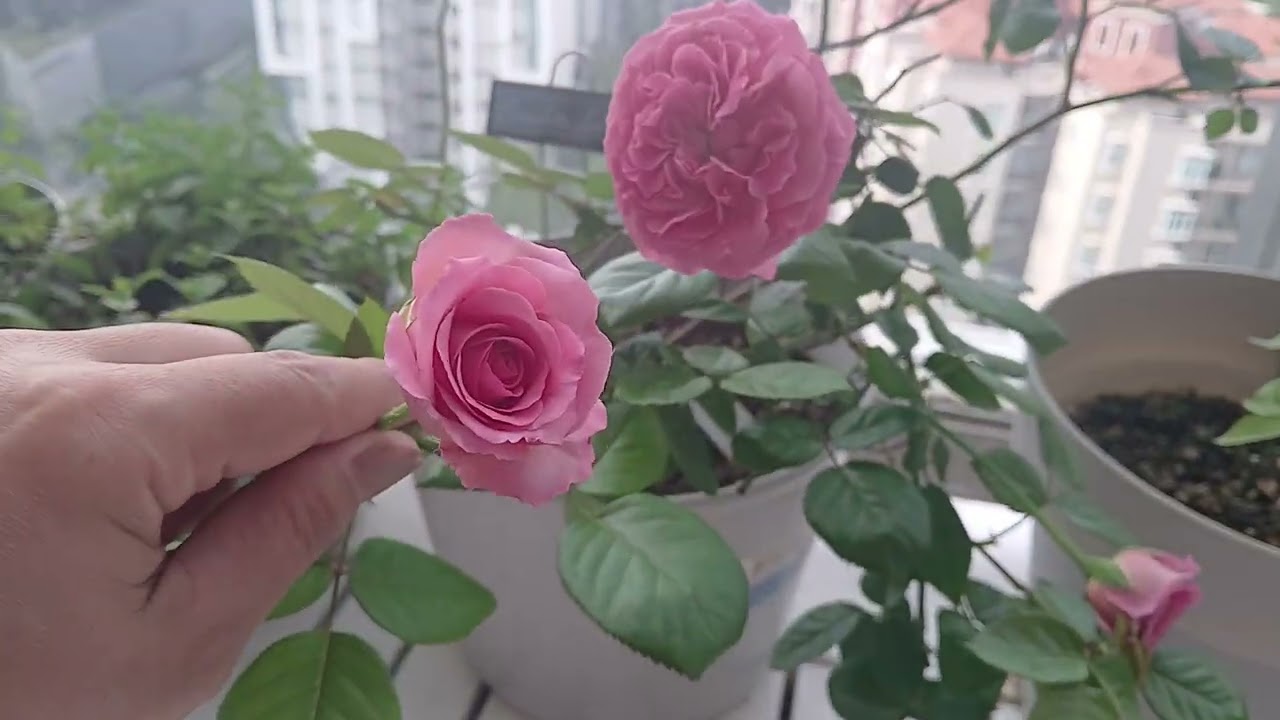 ROSE SA AMING MINI GARDEN