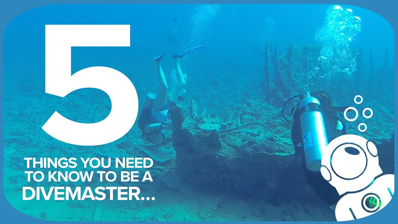5 Things You Need To Know To Be A Divemaster&hellip;