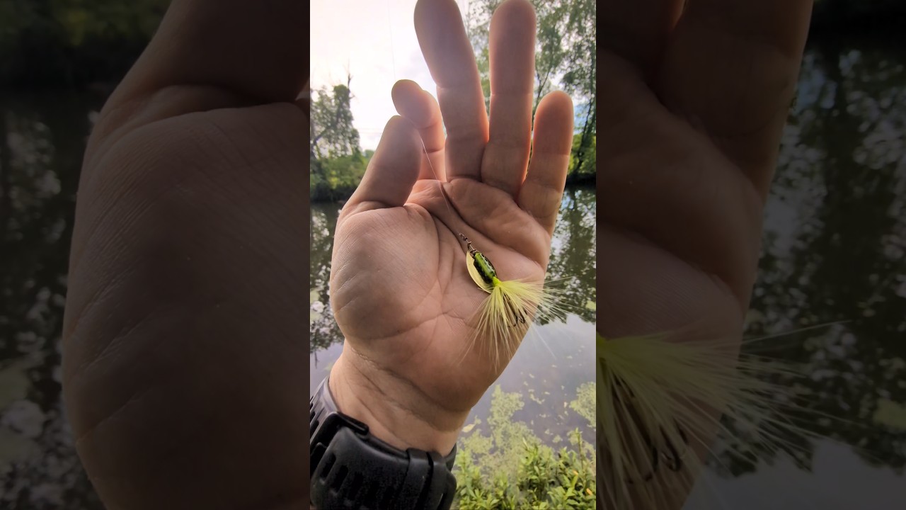 Catching a Bluegill with a 1/16 oz. Rooster tail Spinner fishing lure #fishing