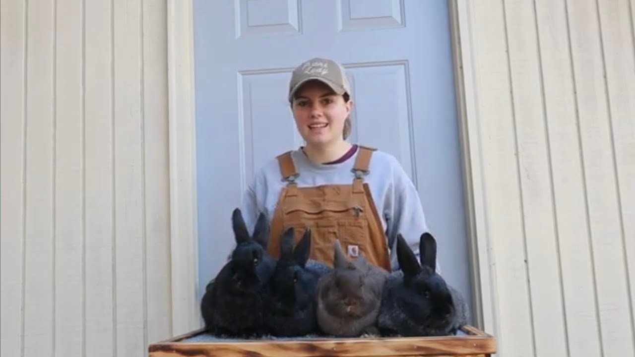SILVER FOX litter evaluation ~ 14 weeks old