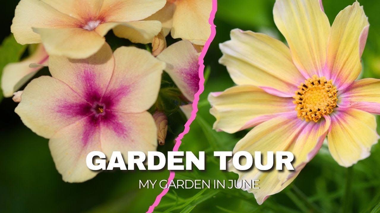 Full garden tour of my small cottage garden in June