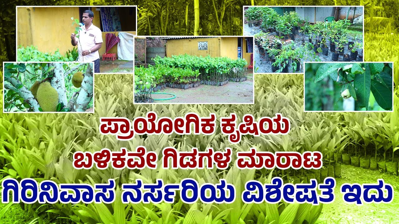 ಪ್ರಾಯೋಗಿಕ ಕೃಷಿಯ ಬಳಿಕವೇ ಗಿಡಗಳ ಮಾರಾಟ | ಗಿರಿನಿವಾಸ ನರ್ಸರಿಯ ವಿಶೇಷತೆ ಇದು-|| Girinivasa Nursery
