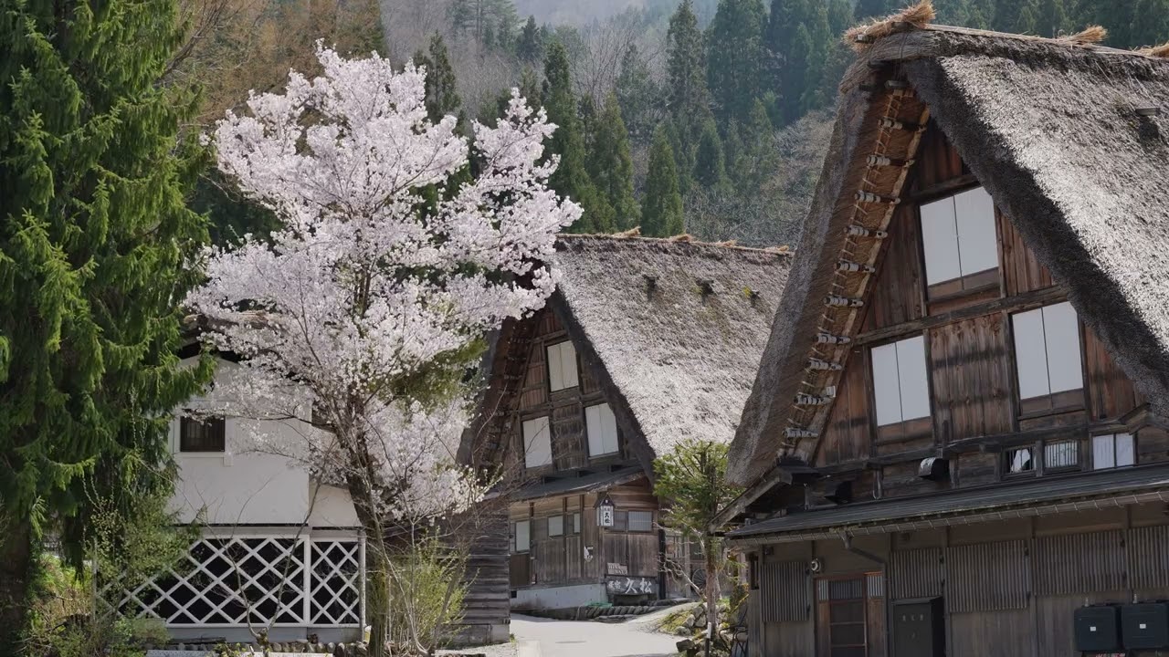 【桜咲く白川郷 4K】世界遺産　日本　岐阜県　合掌集落　World Heritage　Japan  Shirakawago 　　　竹笛の曲