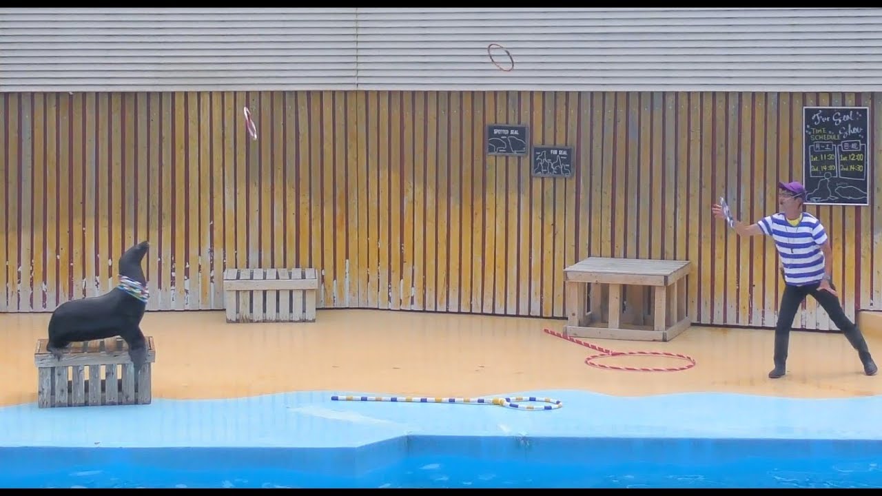 東武動物公園のオットセイショー4K