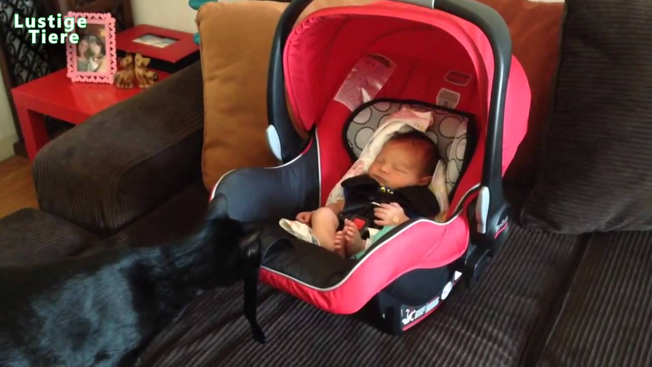 S&uuml;&szlig;e Katze Entdecken Babys zu Hause zum ersten Mal Compilation [Mai 2015 HD Neue Edition]