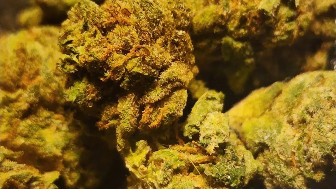 crippy strain review  sunshine cannabis