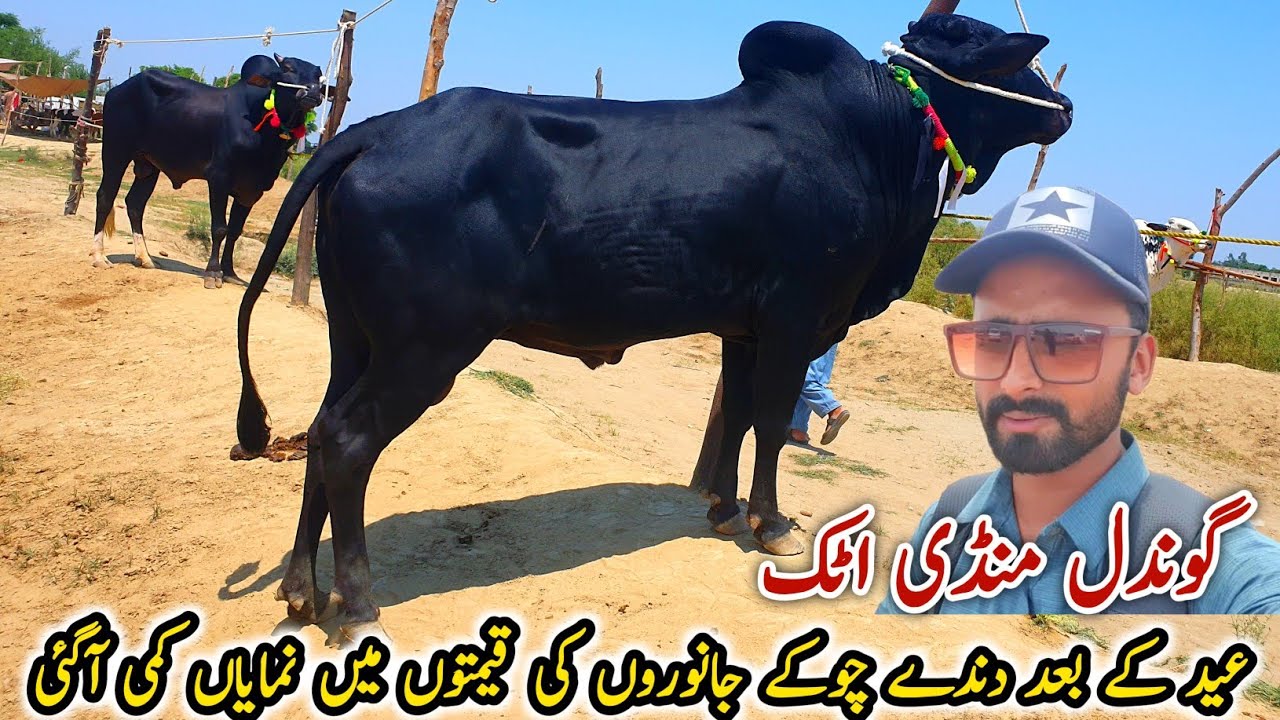 Eid K Bad Sasty Ho Gaye Gondal Mandi Attock Update 25 June 2024
