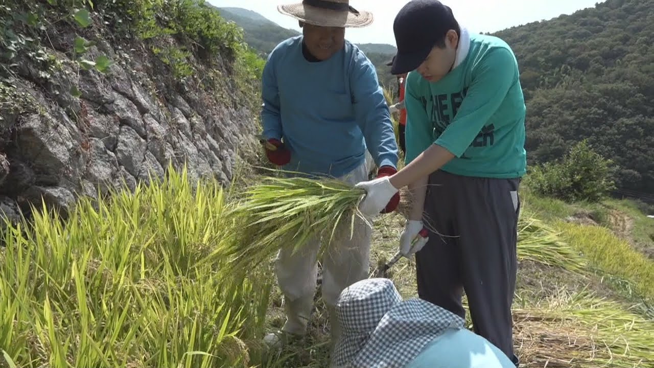 日本の棚田100選・小豆島の「中山千枚田」で障害者支援施設利用者が稲刈り体験　香川