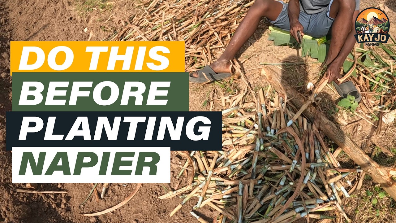 How to Prepare Super Napier Before Planting (Step by Step Guide for High Yield!) | ep107
