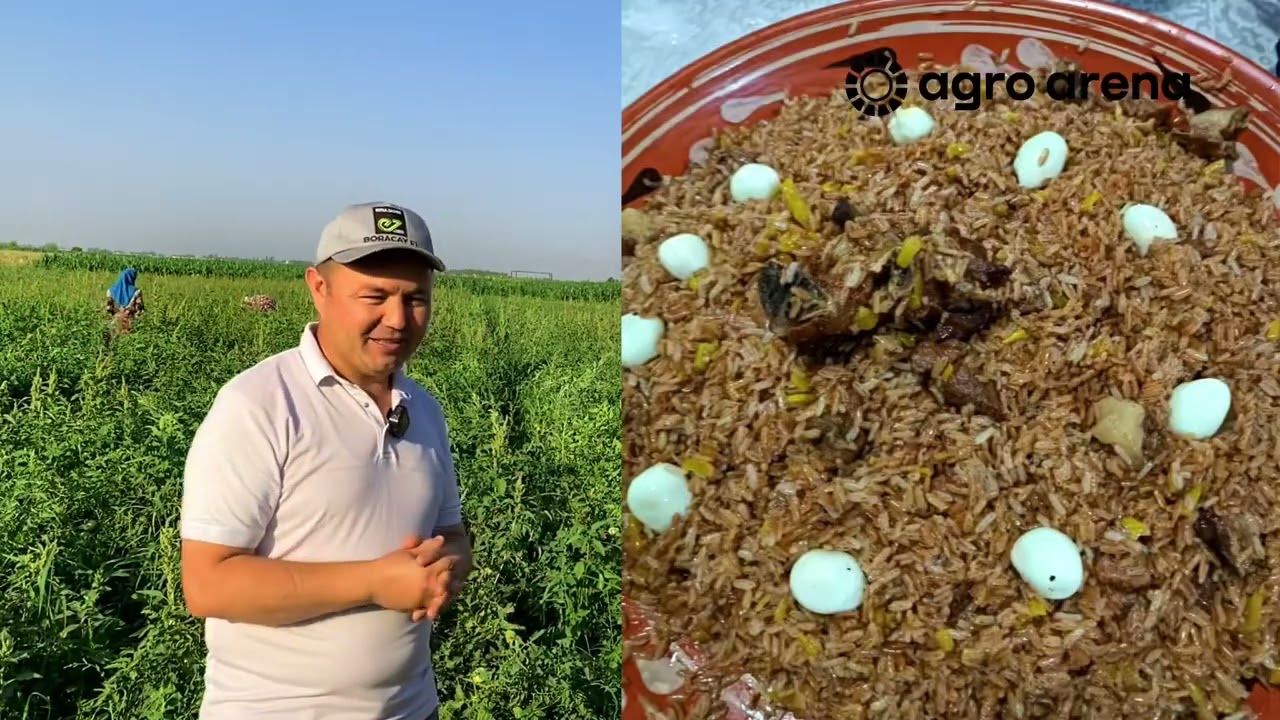 10 sotihga 🍅 10 million harajat?! Va nihoyat hosillarni boshladik. 8-qism.