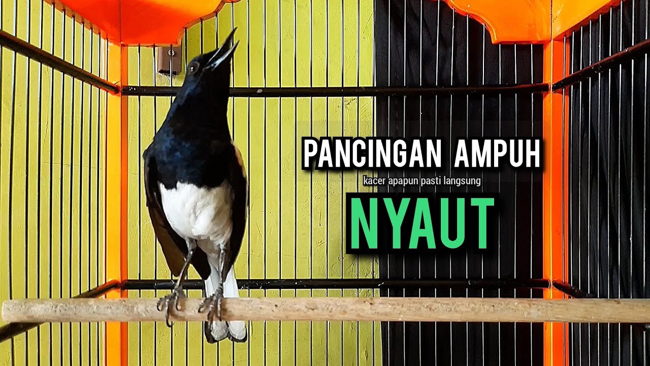 kacer gacor NGEPLONG tarung ini paling ampuh buat PANCINGAN KACER agar EMOSI NYAUT