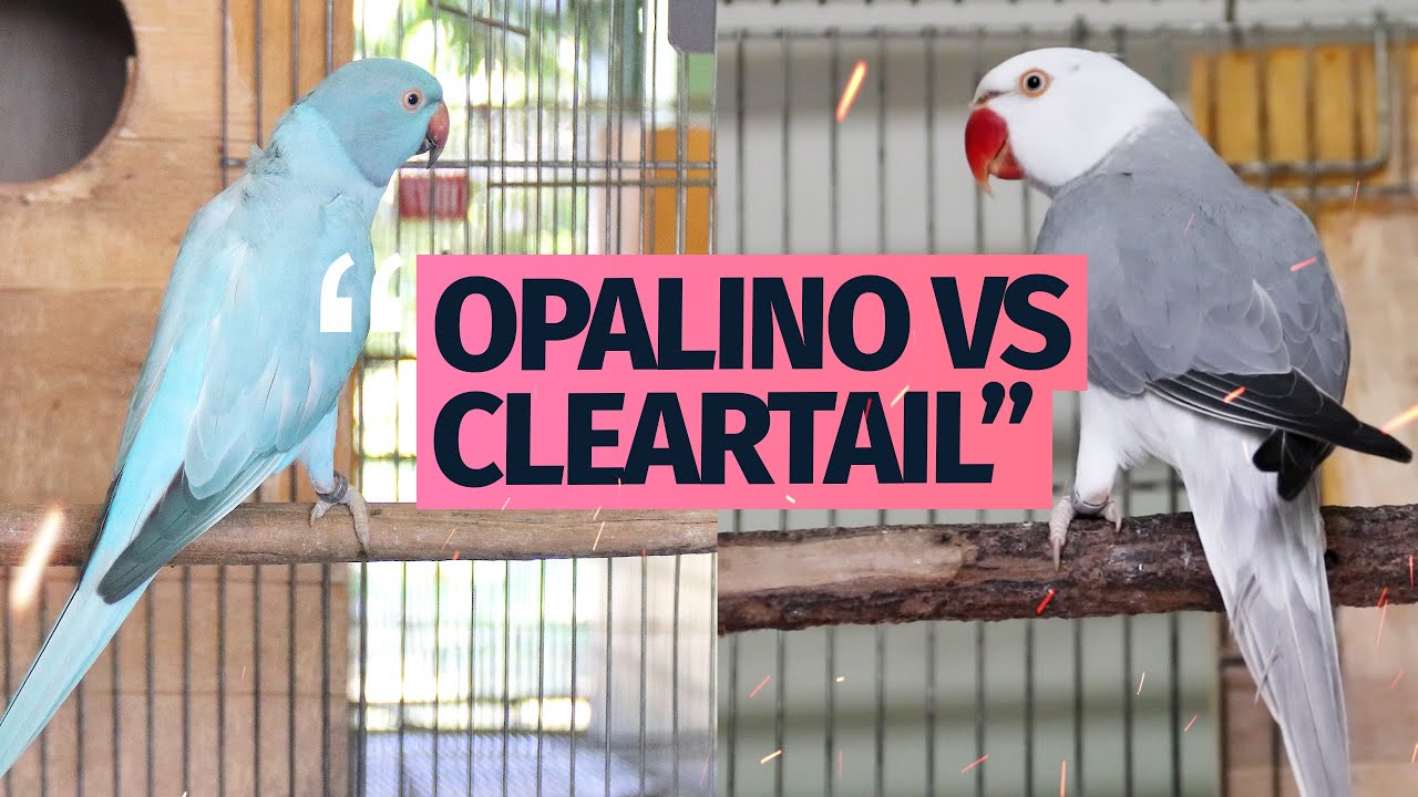 DIFERENÇA ENTRE RING NECK OPALINO E CLEARTAIL