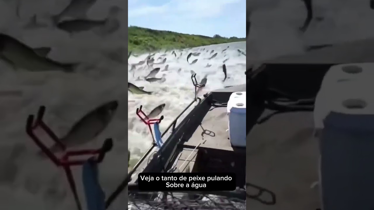 🐬muito peixe pulando🐬