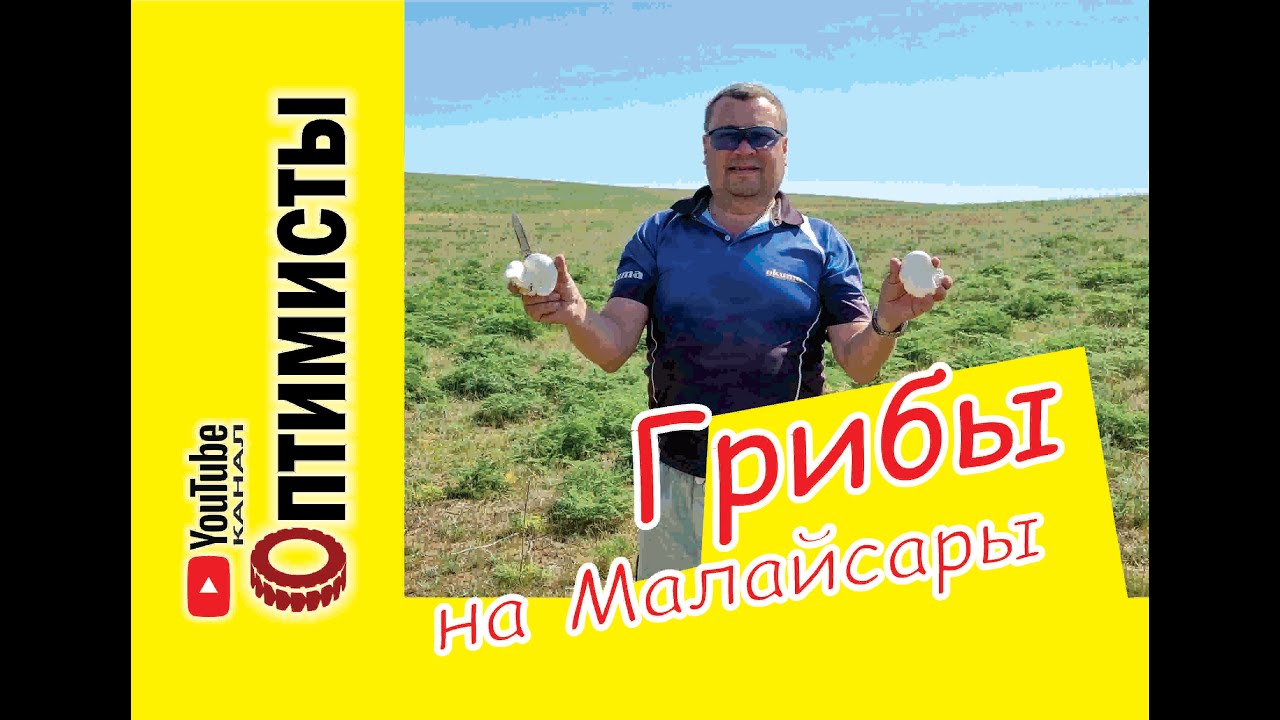 Сбор грибов. Белый степной гриб (Королевская вешенка)