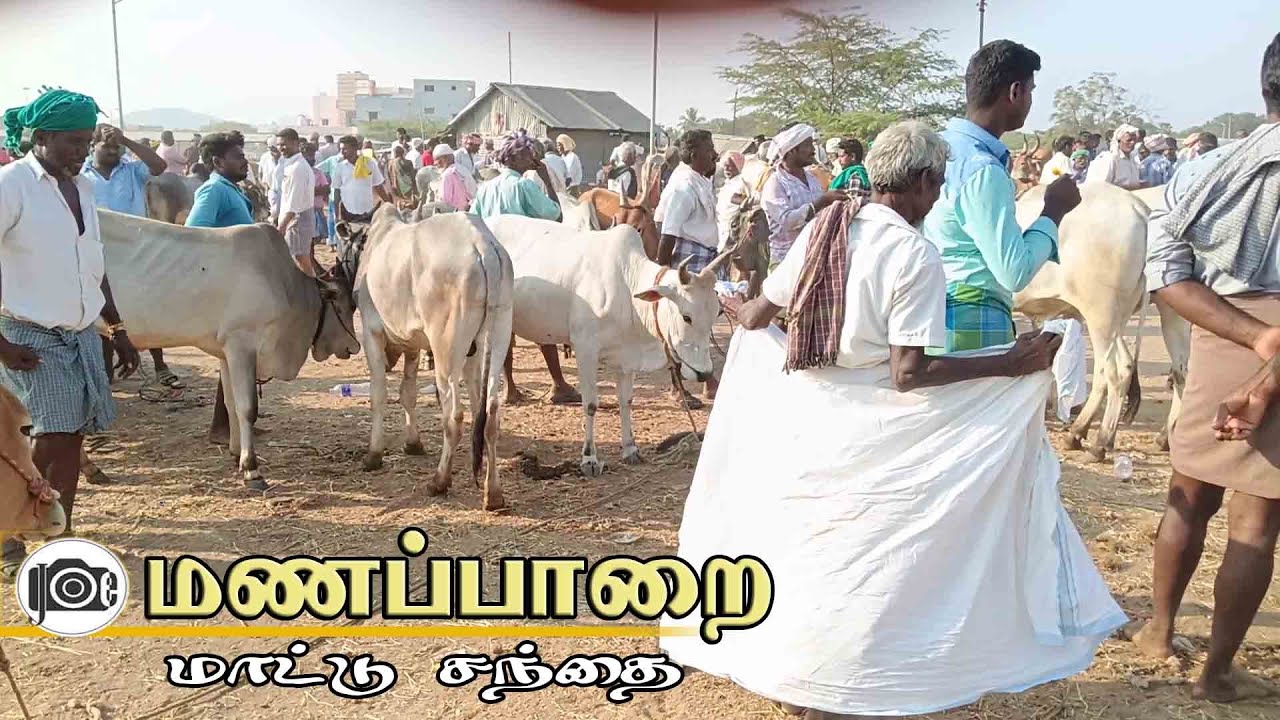 Manapparai mattu santhai | மணப்பாறை மாட்டு சந்தை