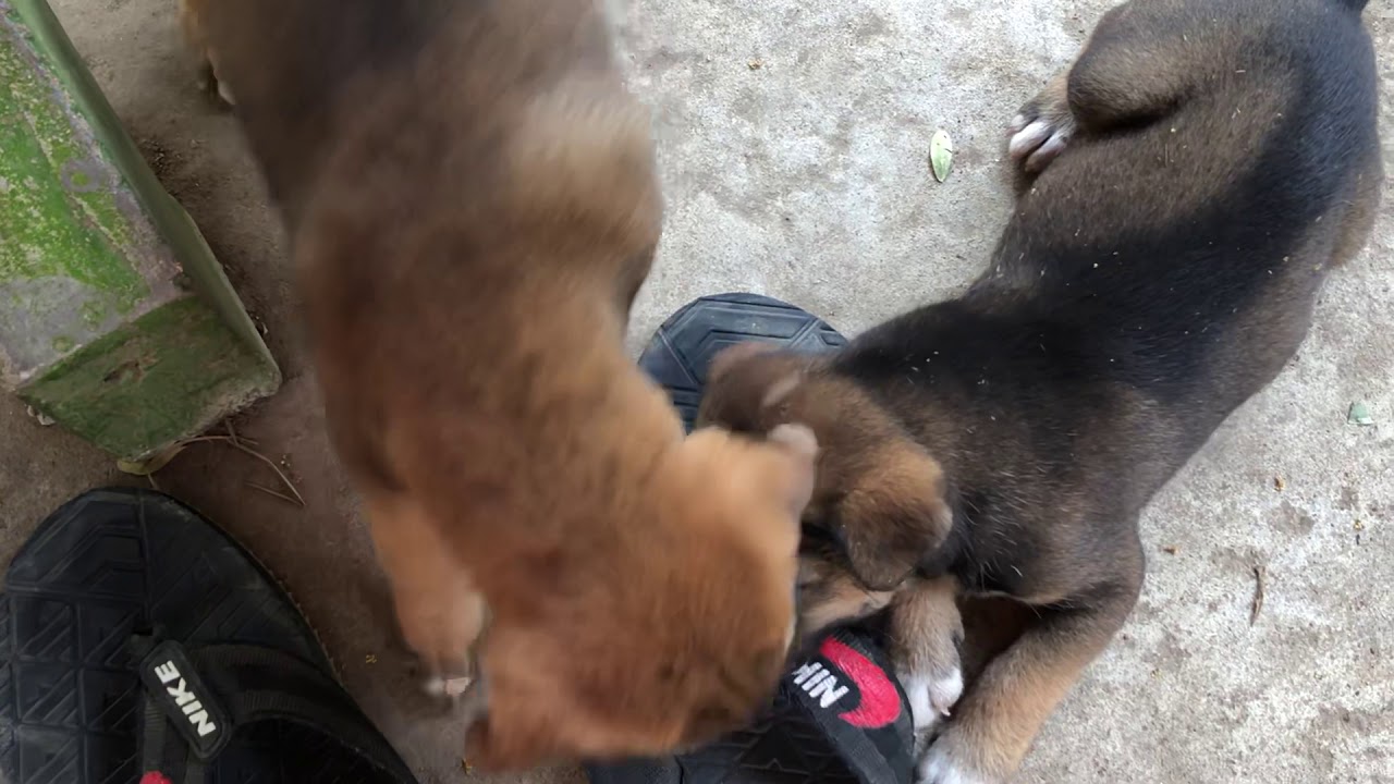 Clever dogs destroy my shoes