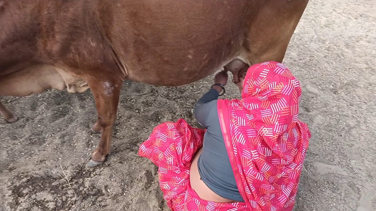 देसी अंदाज में गाय की मिलकिंग 🐄 | सही तरीका और कैसे रखें गाय को शांत | यादव डेयरी फार्म