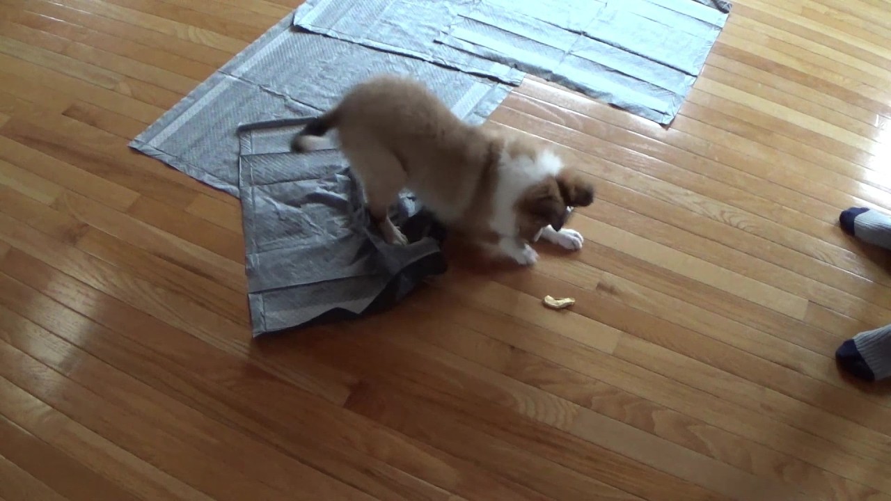 Cute Sheltie Puppy Playing With Food #puppy #puppyplaying #dog #cute #animals #doglife