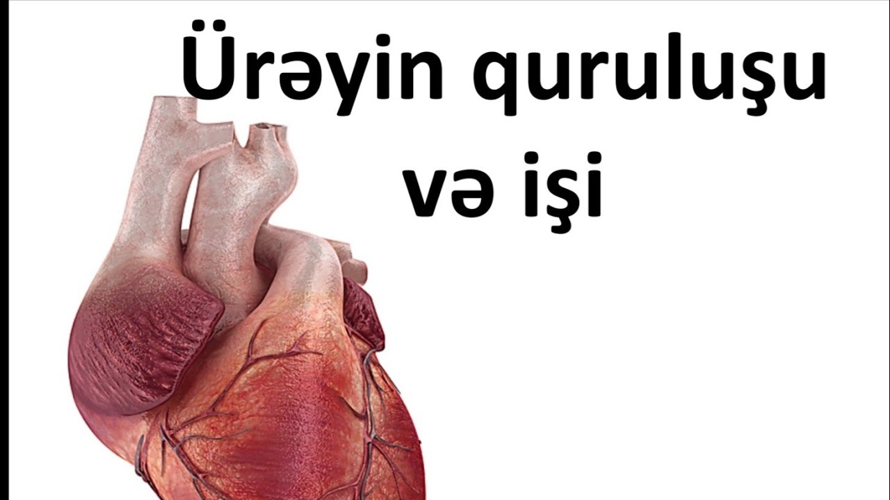 Ürəyimizin quruluşu və işi 🙂