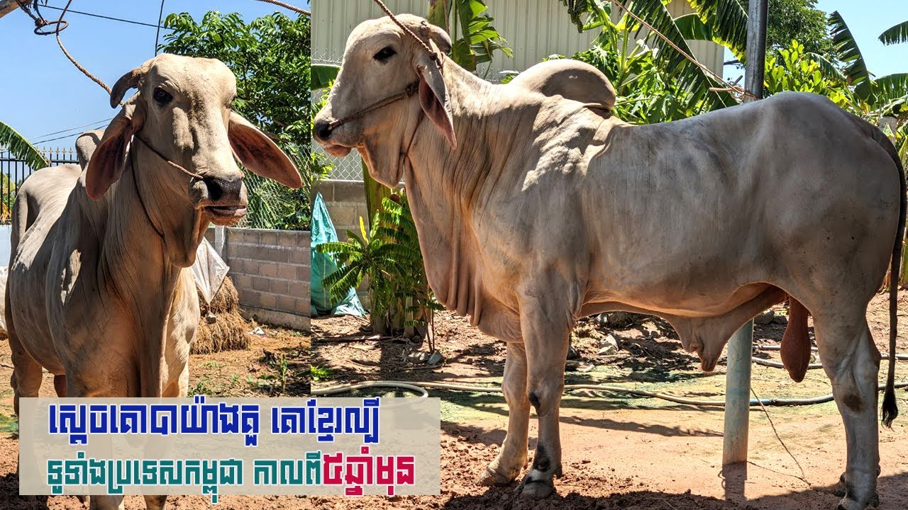 យ៉ាងគួ ស្តេចបាខ្មែរល្បីកាល៥ឆ្នាំមុន បង្កាត់ពូជបានរាប់ពាន់មេ