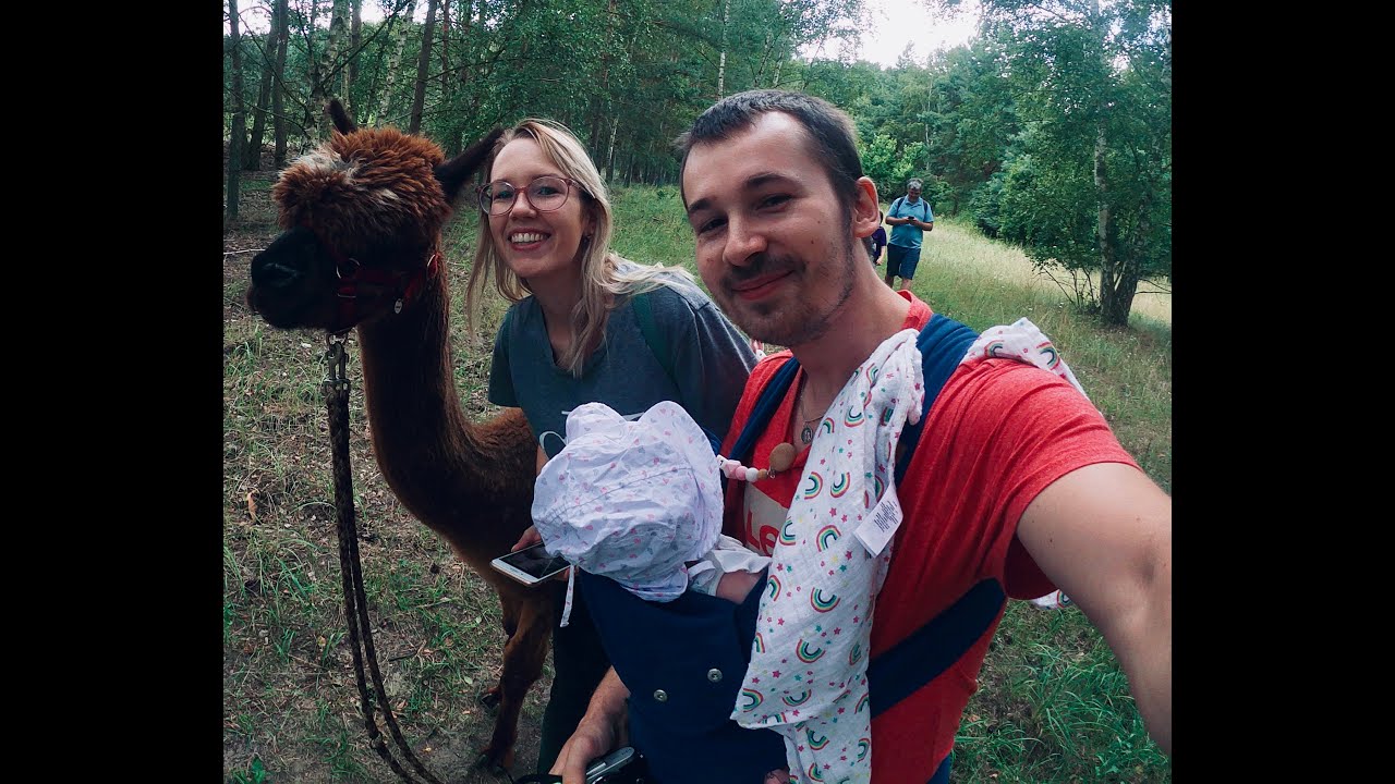 Lamas in Berlin