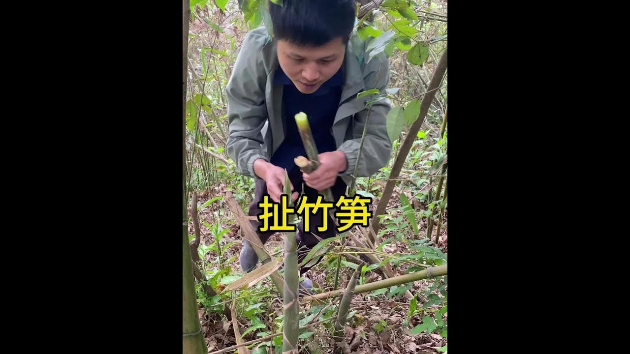 今天来个解压的，春天的含金量还在上升 #记录我的农村生活 #阿韬的农村生活 #雨后春笋 #乡村美食