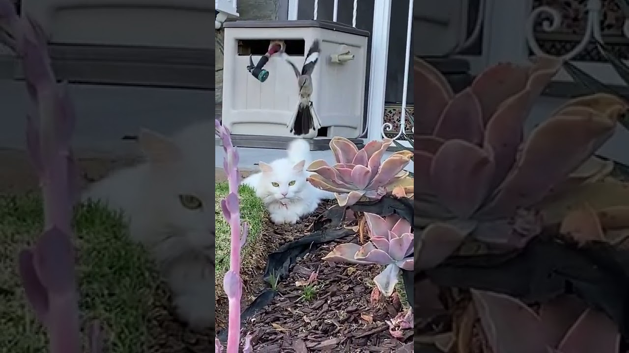 Mockingbirds are so aggressive ) cat vs bird) fun