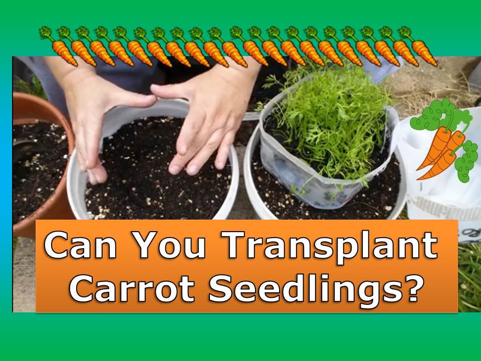How To Transplant Carrots Grown in Mini Greenhouses