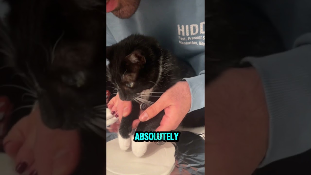 You HAVE to See This Cat Paw Print Result❗😲 #cat #funnycat #viralvideo