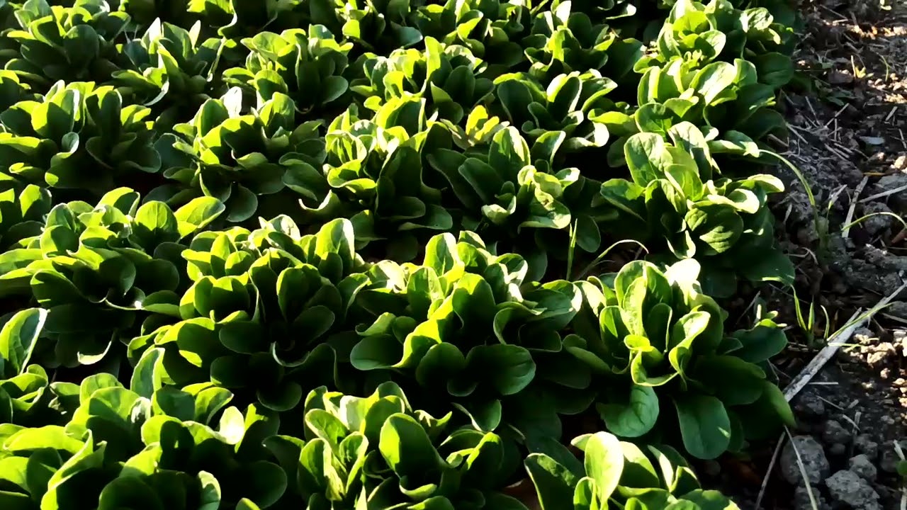 Fiche légume 7 - Printemps 2021 - pak choi