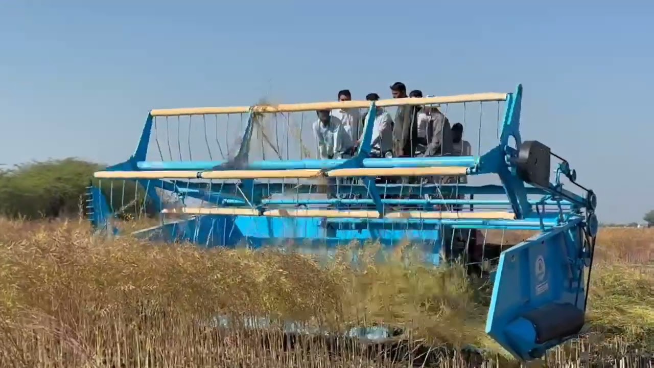 मशीन एक काम दो ! सरसो कि फसल कि कटाई #punni_jiminlove #punni #mustang #sprayerdrone #harvesting