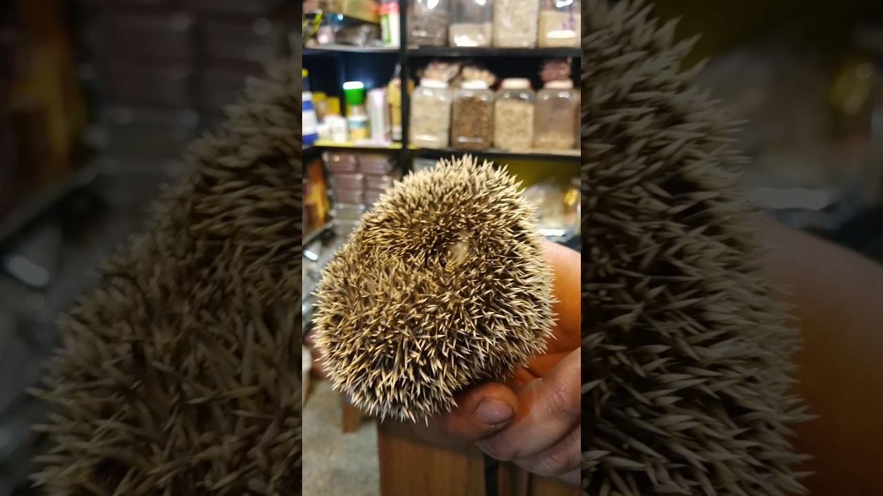 اغرب العطارين فى بغداد