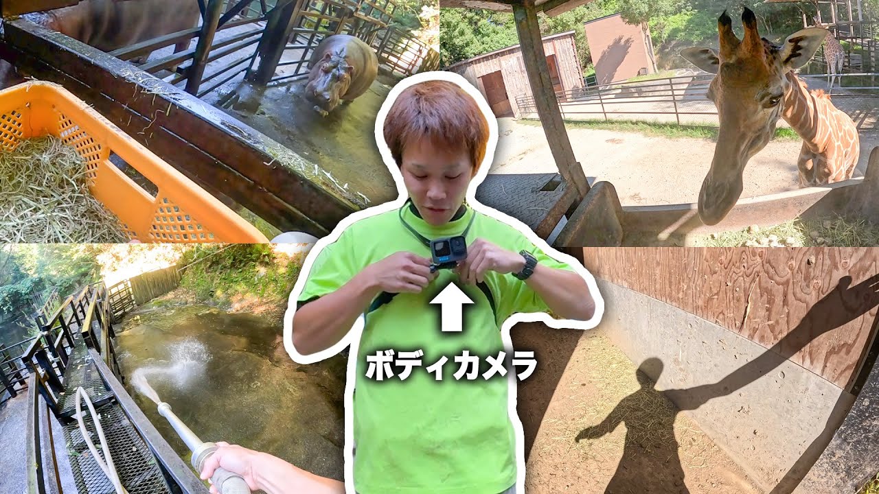 【密着】どんな景色を見てる？飼育員にボディカメラをつけてみた！【作業用にも】