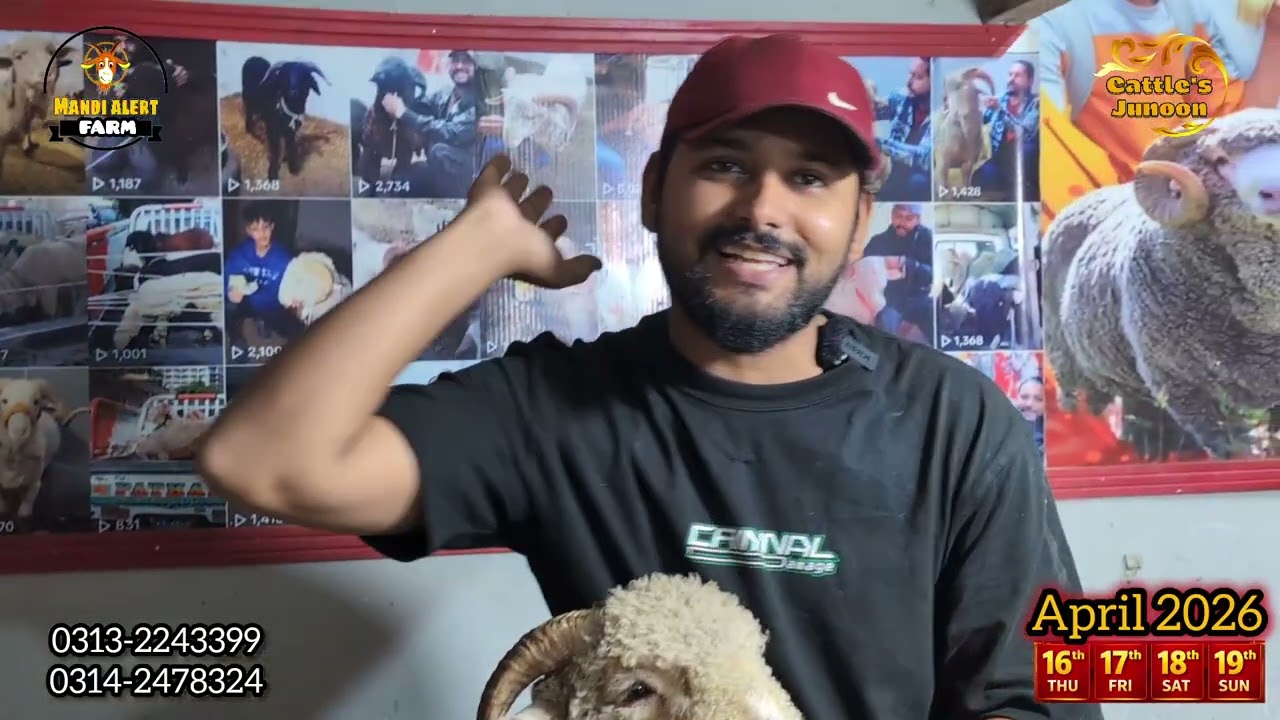 35 hazar k 4 long tail 😍 | cheapest mandi in Karachi #cattlesjunoon #trending #longtailsheep #dalfa 